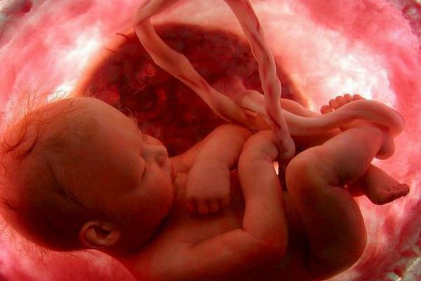 Потрясающее видео: 9 месяцев жизни в утробе матери всего за 6 минут