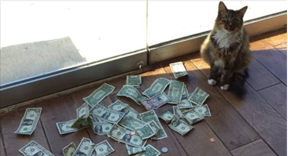 Сотрудники фирмы не понимали откуда кот приносит деньги