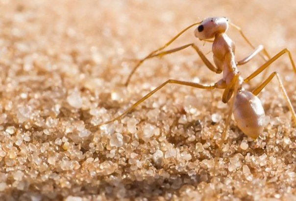 В самую смертельную жару муравьев спасают от гибели серебристые волоски