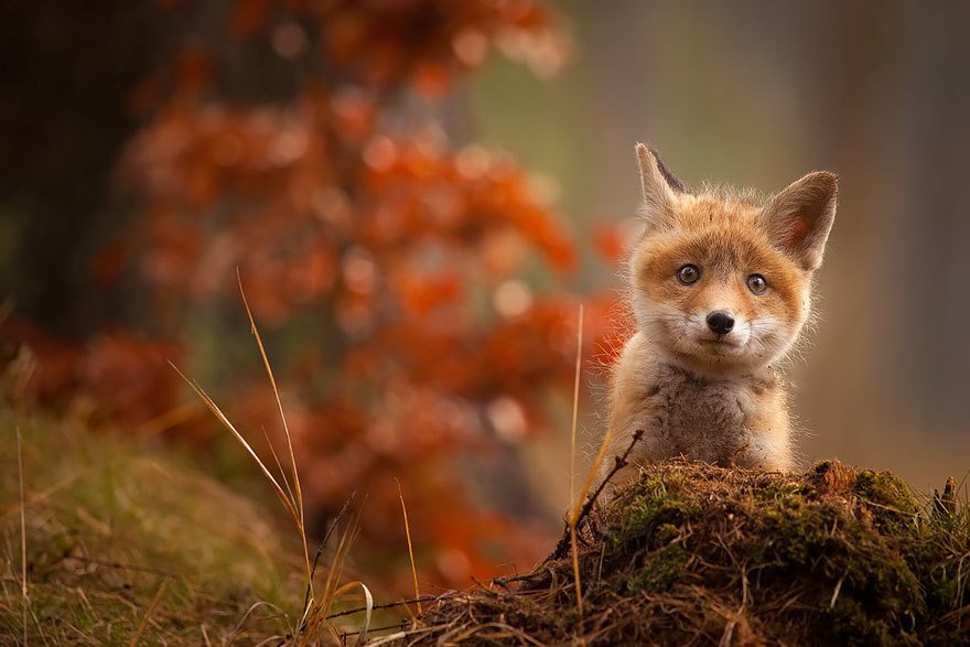 cute-baby-foxes-cubs-11-574436ae5e411__8801