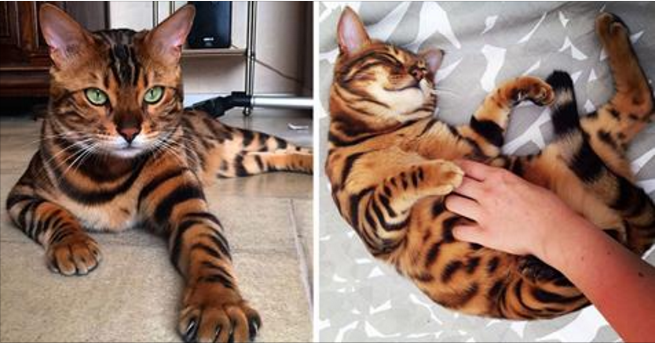 Знакомьтесь, бенгальский кот по кличке Тор с идеально красивой шерстью