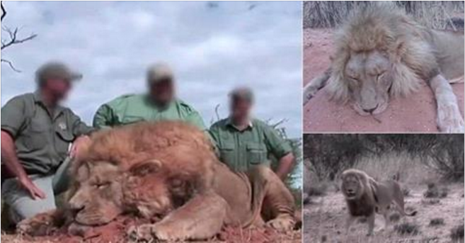 Туристы убивали ручных львов, думая что охотятся на диких животных