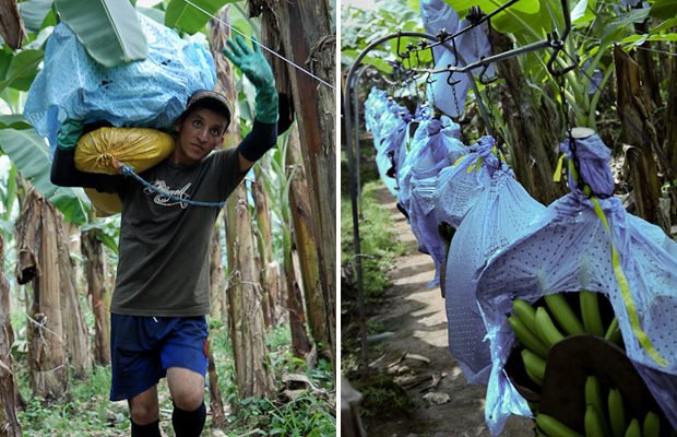 Бананы: как выращивают и собирают эти ягоды